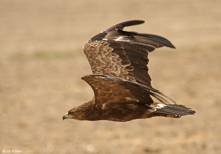   Lesser Spotted Eagle Aquila pomarina  ,Hula valley,October 2010,Lior Kislev